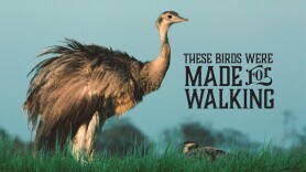 These Birds Were Made for Walking