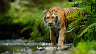 Elephants: Return to the Wild
