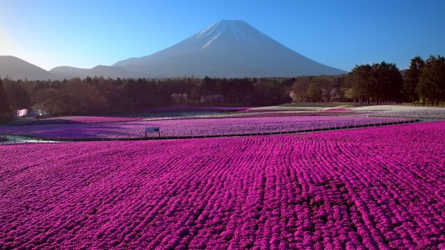 Japan From Above: Up Close