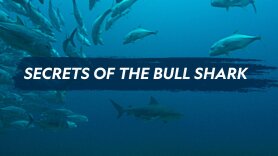 Secrets of the Bull Shark