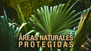 Áreas Naturales Protegidas