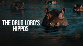 The Drug Lord's Hippos