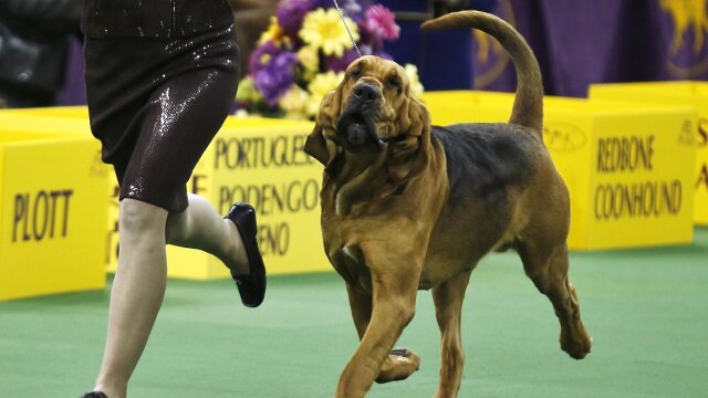 2014 National Dog Show