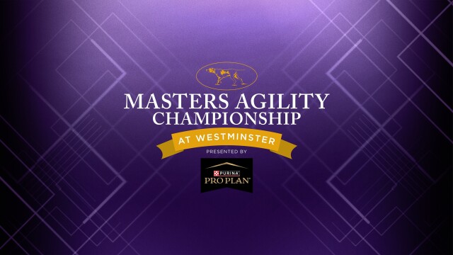 The Masters Agility Championship at Westminster