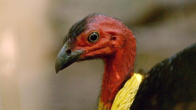 Wild Birds of Australia