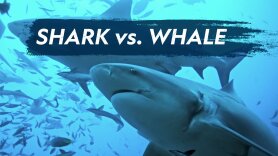 Shark vs. Whale