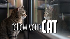 Follow Your Cat