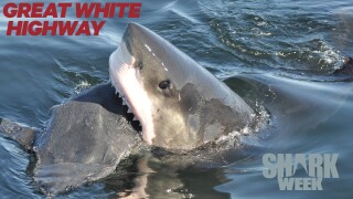 Great White Highway