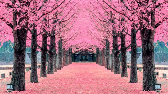 National Cherry Blossom Festival