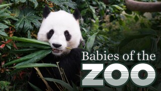 Babies of the Zoo