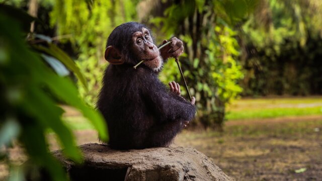 Baby Chimp Rescue