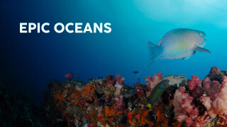Epic Oceans