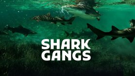 Shark Gangs