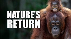 Nature's Return