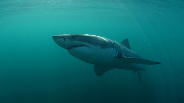 Sharks: The big five