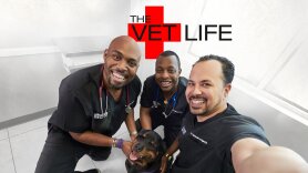 The Vet Life