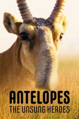 Antelopes: The Unsung Heroes