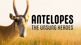 Antelopes: The Unsung Heroes