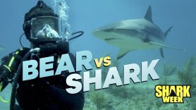 Bear vs. Shark