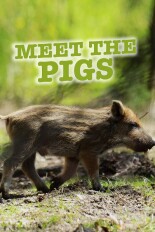 Meet the Pigs