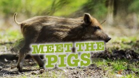 Meet the Pigs