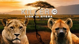 Killer IQ: Lion vs Hyena