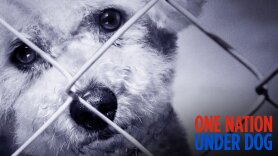 One Nation Under Dog