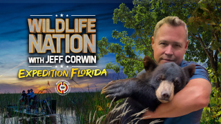 Wildlife Nation With Jeff Corwin