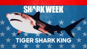 Tiger Shark King