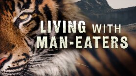 Living with Man Eaters