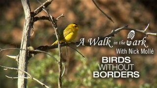 A Walk in the Park With Nick Mollé: Birds Without Borders