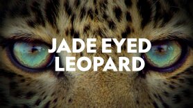 Jade Eyed Leopard