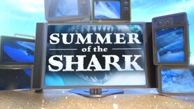 Summer of the Shark