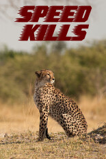 Speed Kills
