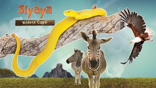Siyaya Wildest Cape