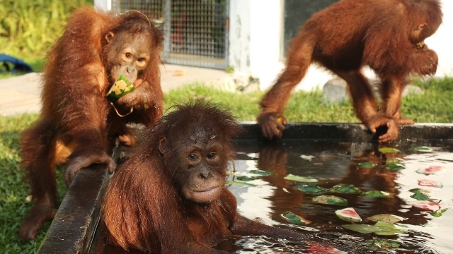 Becoming Orangutan