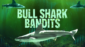 Bull Shark Bandits