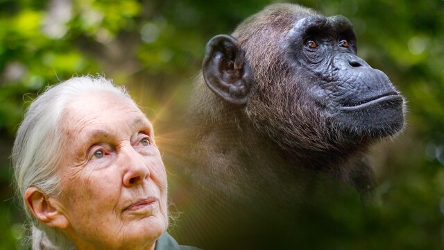 Rescued Chimpanzees of the Congo with Jane Goodall