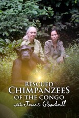 Rescued Chimpanzees of the Congo With Jane Goodall