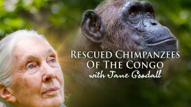 Rescued Chimpanzees of the Congo With Jane Goodall