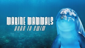 Marine Mammals Born to Swim