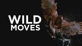 Wild Moves