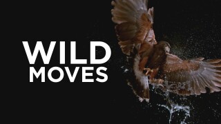 Wild Moves