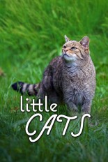 Little Cats