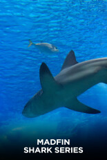 Madfin Shark Series