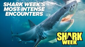 Shark Week's Most Intense Encounters
