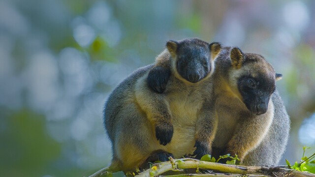 Tree Kangaroos: Ghosts Of The Forest