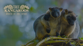 Tree Kangaroos: Ghosts Of The Forest