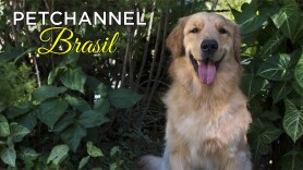 Petchannel Brasil