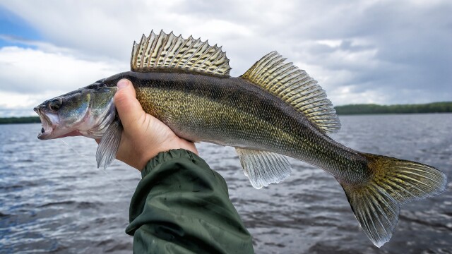 Fly Fishing for Smallmouth Bass